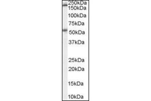 Western Blot Image: Antibody (0. (Serotonin Receptor 3A Antikörper  (Internal Region))