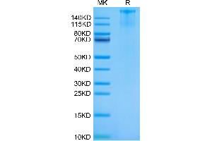 Cynomolgus FLT3 on Tris-Bis PAGE under reduced condition. (FLT3 Protein (AA 28-541) (Fc Tag))