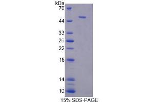 SDS-PAGE analysis of Mouse NUCB1 Protein.