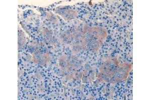 IHC-P analysis of adrenal gland tissue, with DAB staining. (SLIT3 Antikörper  (AA 62-119))