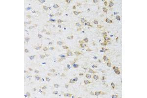 Immunohistochemistry of paraffin-embedded mouse brain using STRN antibody at dilution of 1:100 (x40 lens). (Striatin Antikörper)