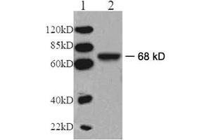 Western blot analysis: Lane 1: EasyWestern Protein Standard   Lane 2: Mouse kidney tissue lysate Primary antibody: 1 µg/mL Rabbit Anti-V-ATPase Subunit A Polyclonal Antibody (ABIN398606) Secondary antibody: Goat Anti-Rabbit IgG (H&L) [HRP] Polyclonal Antibody (ABIN398323, 1: 6,000) (ATP6V1A Antikörper)