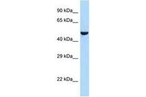 Image no. 1 for anti-Arginine Vasopressin Receptor 1A (AVPR1A) (C-Term) antibody (ABIN6747994) (AVPR1A Antikörper  (C-Term))