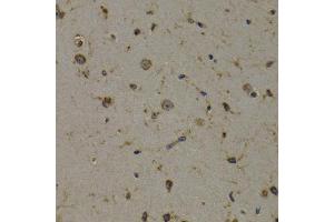 Immunohistochemistry of paraffin-embedded mouse brain using EEF1D antibody (ABIN5971342) at dilution of 1/200 (40x lens). (EEF1D Antikörper)
