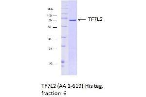 Size-exclusion chromatography-High Pressure Liquid Chromatography (SEC-HPLC) image for Transcription Factor 7-Like 2 (T-Cell Specific, HMG-Box) (TCF7L2) (AA 1-619) protein (Strep Tag) (ABIN3095869) (TCF7L2 Protein (AA 1-619) (Strep Tag))