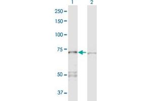 Western Blot analysis of PPP2R1A expression in transfected 293T cell line by PPP2R1A MaxPab polyclonal antibody. (PPP2R1A Antikörper  (AA 1-589))