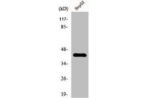 Western Blot analysis of HepG2 cells using EP3 Polyclonal Antibody (PTGER3 Antikörper  (N-Term))