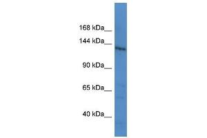 LTBP1 antibody (70R-10026) used at 0. (LTBP1 Antikörper  (C-Term))
