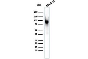Western Blot Analysis of COLO-38 cell lysate using gp100 Mouse Monoclonal Antibody (PMEL/2037).