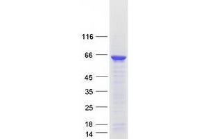 Validation with Western Blot (A1CF Protein (Transcript Variant 2) (Myc-DYKDDDDK Tag))
