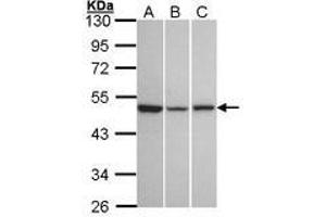 Image no. 1 for anti-KISS1 Receptor (KISS1R) (AA 309-372) antibody (ABIN467402) (KISS1R Antikörper  (AA 309-372))