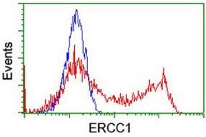 Image no. 3 for anti-Excision Repair Cross Complementing Polypeptide-1 (ERCC1) antibody (ABIN1498065) (ERCC1 Antikörper)