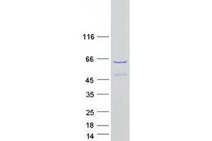 Validation with Western Blot (Shootin-1 (SHTN1) (Transcript Variant 2) protein (Myc-DYKDDDDK Tag))