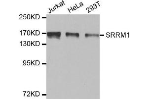 Western Blotting (WB) image for anti-Serine/arginine Repetitive Matrix 1 (SRRM1) antibody (ABIN1877093) (SRRM1 Antikörper)