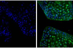 Frozen newborn mouse cartilage section was stained with Goat Anti-Type II Collagen-UNLB and DAPI. (Esel anti-Ziege IgG (Heavy & Light Chain) Antikörper)