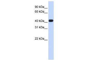 RTCD1 antibody used at 1 ug/ml to detect target protein.