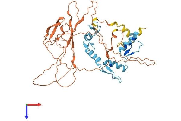 YY1 Protein (AA 1-414) (His tag)