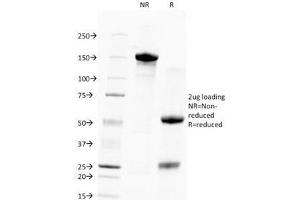 SDS-PAGE Analysis of Purified, BSA-Free, Unlabeled Human Nuclear Antigen Antibody (clone 235-1). (Nuclear Marker Antikörper  (PE))
