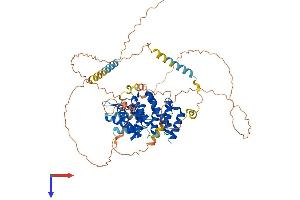 CTIF/KIAA0427 Protein (AA 1-600) (His tag)