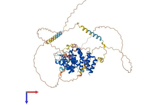 CTIF/KIAA0427 Protein (AA 1-600) (His tag)