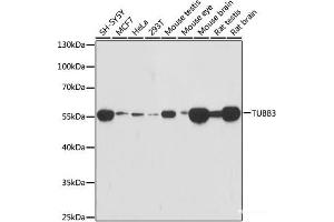 Western blot analysis of extracts of various cell lines using TUBB3 Monoclonal Antibody at dilution of 1:1000. (TUBB3 Antikörper)