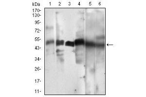 Western Blotting (WB) image for anti-Cyclin A2 (CCNA2) (AA 105-233) antibody (ABIN5684040)