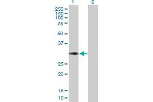 Western Blot analysis of CD27 expression in transfected 293T cell line by CD27 MaxPab polyclonal antibody. (CD27 Antikörper  (AA 1-260))