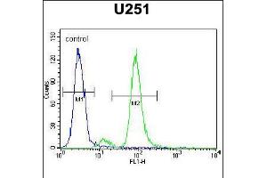 Flow cytometric analysis of U251 cells (right histogram) compared to a negative control cell (left histogram). (ZIK1 Antikörper  (AA 186-215))