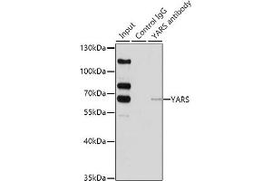Immunoprecipitation analysis of 200 μg extracts of HeLa cells using 1 μg YARS antibody (ABIN6128883, ABIN6150324, ABIN6150325 and ABIN6222537). (YARS Antikörper  (AA 1-300))