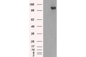 Image no. 7 for anti-Budding Uninhibited By Benzimidazoles 1 Homolog beta (Yeast) (BUB1B) antibody (ABIN1497000) (BUB1B Antikörper)