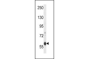 EFCB7 Antibody (C-term) (ABIN658018 and ABIN2846956) western blot analysis in mouse Neuro-2a cell line lysates (35 μg/lane). (EFCAB7 Antikörper  (C-Term))
