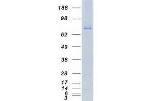 Validation with Western Blot (MARK3 Protein (Transcript Variant 3) (Myc-DYKDDDDK Tag))