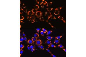 Immunofluorescence analysis of NIH-3T3 cells using IDH2 Rabbit mAb (ABIN7268028) at dilution of 1:100 (40x lens). (IDH2 Antikörper)