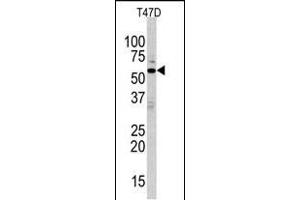 Western blot analysis of anti-ERK8 Antibody (N-term) (ABIN391796 and ABIN2841651) in T47D cell line lysates (35 μg/lane). (MAPK15 Antikörper  (N-Term))