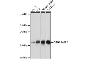 Western blot analysis of extracts of various cell lines, using G Rabbit mAb (ABIN7267326) at 1:1000 dilution. (GABARAPL2 Antikörper)
