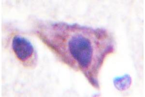 Image no. 2 for anti-Potassium Inwardly-Rectifying Channel, Subfamily J, Member 16 (KCNJ16) antibody (ABIN317797) (KIR5.1 Antikörper)