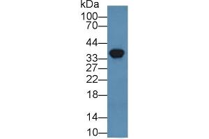 Detection of ANXA3 in Human HEK293 cell lysate using Polyclonal Antibody to Annexin A3 (ANXA3)