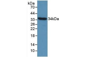 Detection of Recombinant CCND1, Gallus using Monoclonal Antibody to Cyclin D1 (CCND1) (Cyclin D1 Antikörper  (AA 1-292))
