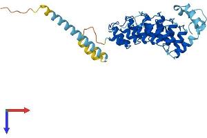 ASB5 Protein (AA 1-329) (His tag)
