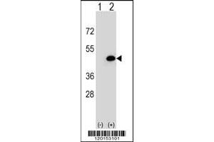 Western blot analysis of EIF3H using rabbit polyclonal EIF3H Antibody using 293 cell lysates (2 ug/lane) either nontransfected (Lane 1) or transiently transfected (Lane 2) with the EIF3H gene. (EIF3H Antikörper  (N-Term))
