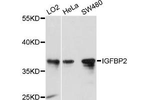 Western blot analysis of extracts of various cell lines, using IGFBP2 antibody (ABIN2650925) at 1:1000 dilution. (IGFBP2 Antikörper)