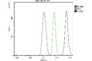 Flow Cytometry analysis of THP-1 cells using anti-FOXK1 antibody (ABIN7600295). (Foxk1 Antikörper  (AA 175-671))