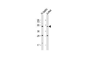 All lanes : Anti-OXCT2 Antibody (Center) at 1:1000 dilution Lane 1: human testis lysate Lane 2: Jurkat whole cell lysate Lysates/proteins at 20 μg per lane.