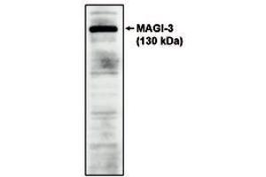 Image no. 1 for anti-Presequence Translocase-Associated Motor 16 Homolog (PAM16) antibody (ABIN298382) (MAGMAS Antikörper)