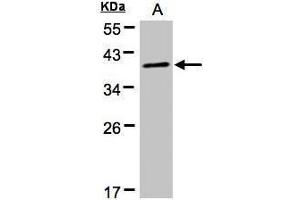 WB Image Sample(30 μg of whole cell lysate) A:HeLa S3, 12% SDS PAGE antibody diluted at 1:500
