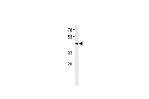BHLH3 Antibody (N-term) (ABIN651934 and ABIN2840462) western blot analysis in RD cell line lysates (35 μg/lane). (BHLH3 Antikörper  (N-Term))