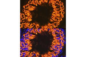 Immunofluorescence (IF) image for anti-Calmegin (CLGN) antibody (ABIN7266026)