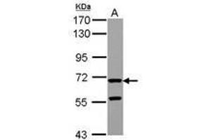 Image no. 2 for anti-Zona Pellucida Glycoprotein 2 (ZP2) (AA 1-313) antibody (ABIN1501855) (ZP2 Antikörper  (AA 1-313))