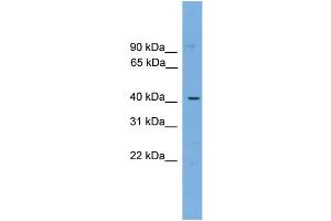 WB Suggested Anti-WBP4  Antibody Titration: 0.