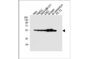 All lanes : Anti-TUBB2B Antibody (N-term) at 1:4000 dilution Lane 1: Hela whole cell lysate Lane 2: HepG2 whole cell lysate Lane 3: MDA-MB-231 whole cell lysate Lane 4: K562 whole cell lysate Lane 5: Mouse brain tissue lysate Lane 6: Mouse cerebellum tissue lysate Lane 7: PC-12 whole cell lysate Lysates/proteins at 20 μg per lane. (TUBB2B Antikörper  (N-Term))